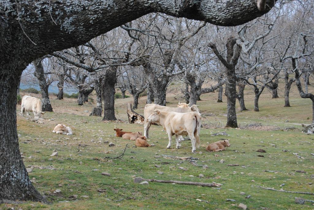 Casa Rural Romanejo Cabezabellosa Eksteriør billede